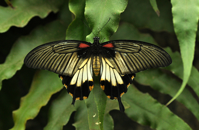 Papilio lowi great yellow Mormon DSC 0609