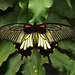 Papilio lowi great yellow Mormon DSC 0609
