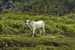 Brahman Bull on the Bank – Jungle Crocodile Safari, Tárcoles, Puntarenas Province, Costa Rica