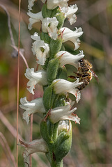 Spiranthes cernua (Nodding Ladies'-tresses orchid) with Apis mellifera (Honey bee)