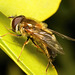 HoverflyIMG 2357
