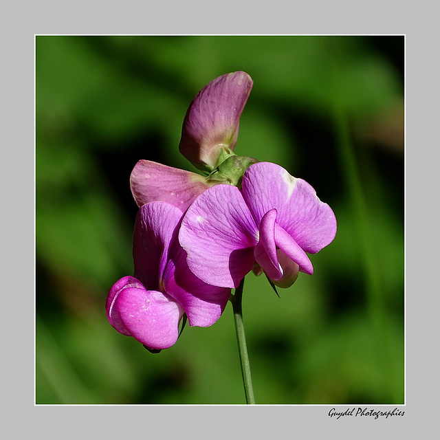 Lathyrus latifolius ...