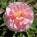 Grimpant rose pastel