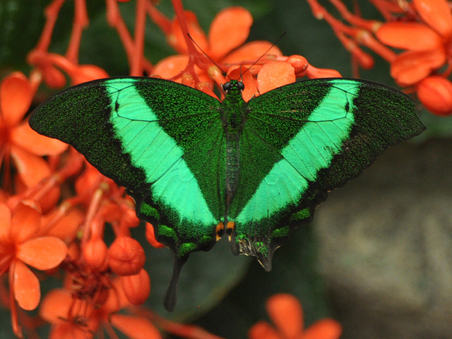 Papilio palinurus Machaon émeraude CSC 0671