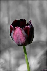 La Tulipe Noire ...