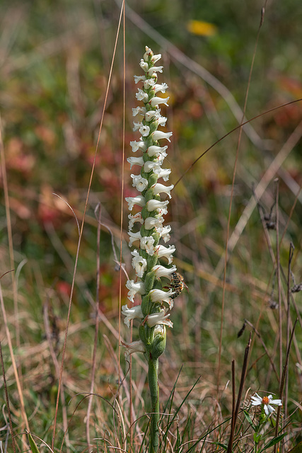 Spiranthes cernua (Nodding Ladies'-tresses orchid) with Apis mellifera (Honey bee)