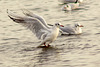 Wetlands Gulls 04