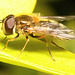 HoverflyIMG 2369