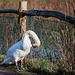 Fence patterned swan!