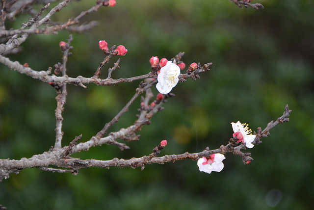 fleurs d'abricotier
