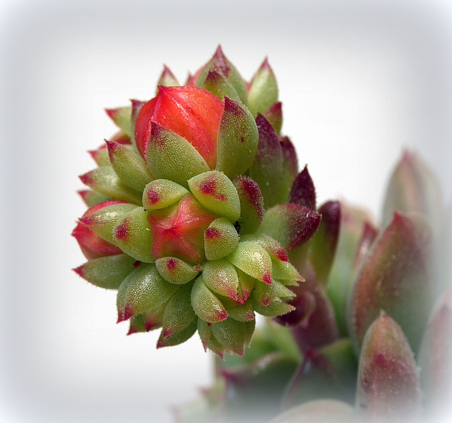 succulent buds