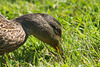 Duckling Closeup