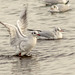Wetlands Gulls 03