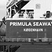Primula Seaways