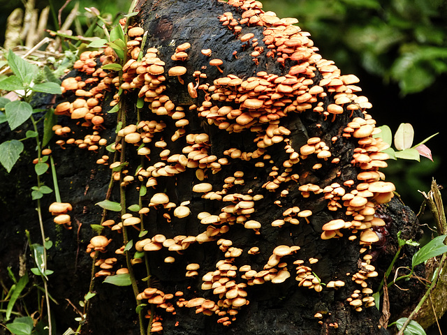Fungi display, on way to Brasso Seco