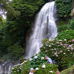 Parque Natural da Ribeira dos Caldeirões, São Miguel Island / Azores (Açores)