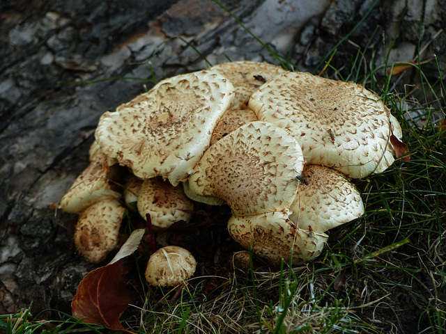 Mushrooms in Gayle's garden