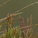 Salicornia europaea, Castro Marim, Sapal