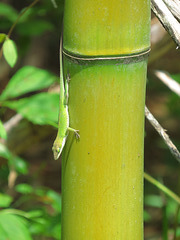 Anole on bamboo