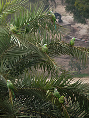Agra Fort- Eight Parakeets in One Tree