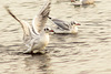 Wetlands Gulls 02