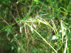 Flowering bamboo - 2