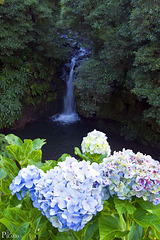 Parque Natural da Ribeira dos Caldeirões, São Miguel Island / Azores (Açores)