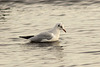 Wetlands Gulls 06