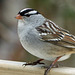 Day 9, White-crowned Sparrow