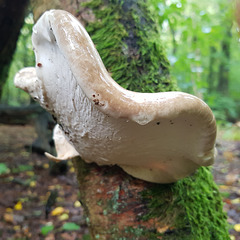 epping forest fungi  (26)