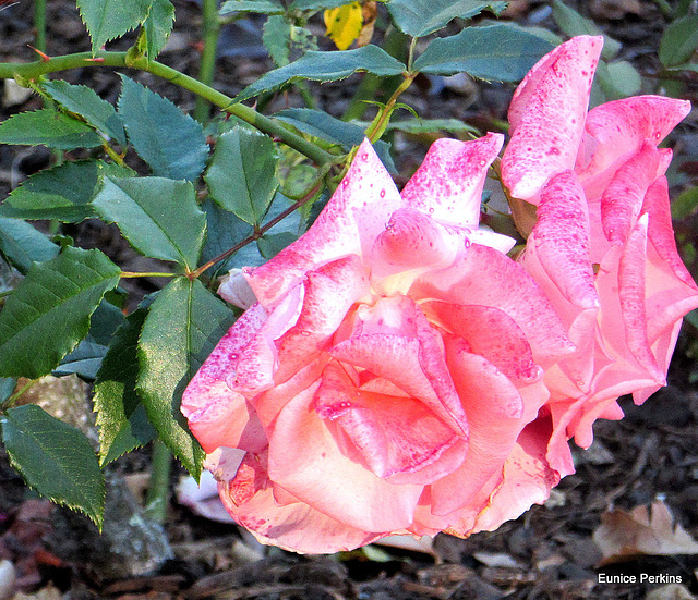 Roses At Whakatane Gardens