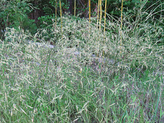 Flowering bamboo - 1