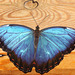The Blue Morpho butterfly (Morpho peleides)