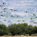 Incoming birds at Burton Mere wetlands.3jpg