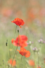 GBAS4591 Coquelicot