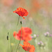 GBAS4591 Coquelicot