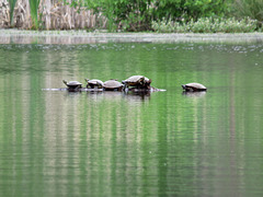 Painted turtles on a log