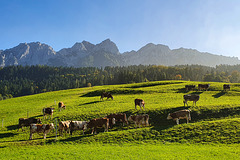 Cattle Country Tyrol