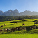 Cattle Country Tyrol (PoV 10)