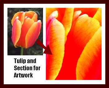 Tulip Abstract Photos