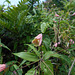 DSCN1644 - lírio-trepador ou cará-de-caboclo Bomarea edulis, Alstroemeriaceae