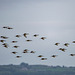 Incoming birds at Burton Mere wetlands