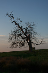 Dead tree at sundown