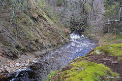 Downstream from the Dorback Falls