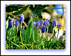 Grape Hyacinths.