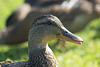 Duckling Closeup