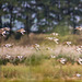 Incoming birds at Burton Mere wetlands2