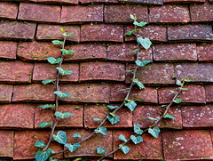 Ivy versus Roof Tiles