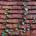 Ivy versus Roof Tiles