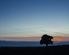 Sept 29: lone tree at sunset